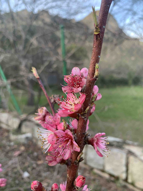 brotes-abr-04.jpg