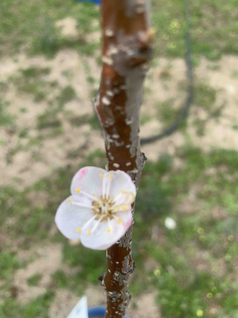 brotes-abr-05.jpg