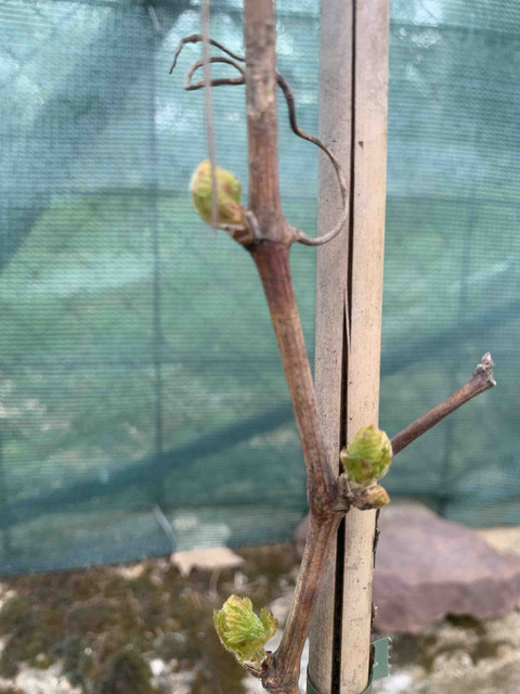 brotes-abr-08.jpg