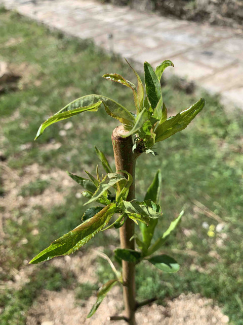 brotes-abr-15.jpg