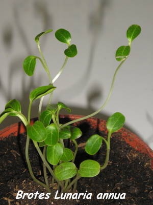 Brotes_Lunaria_annua_Abril20072.jpg