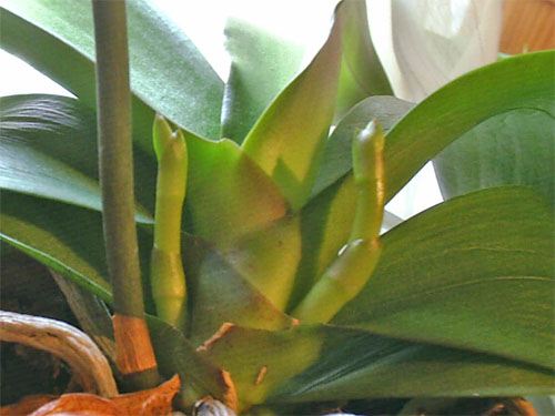 brotes_phal_peq%20copia.jpg