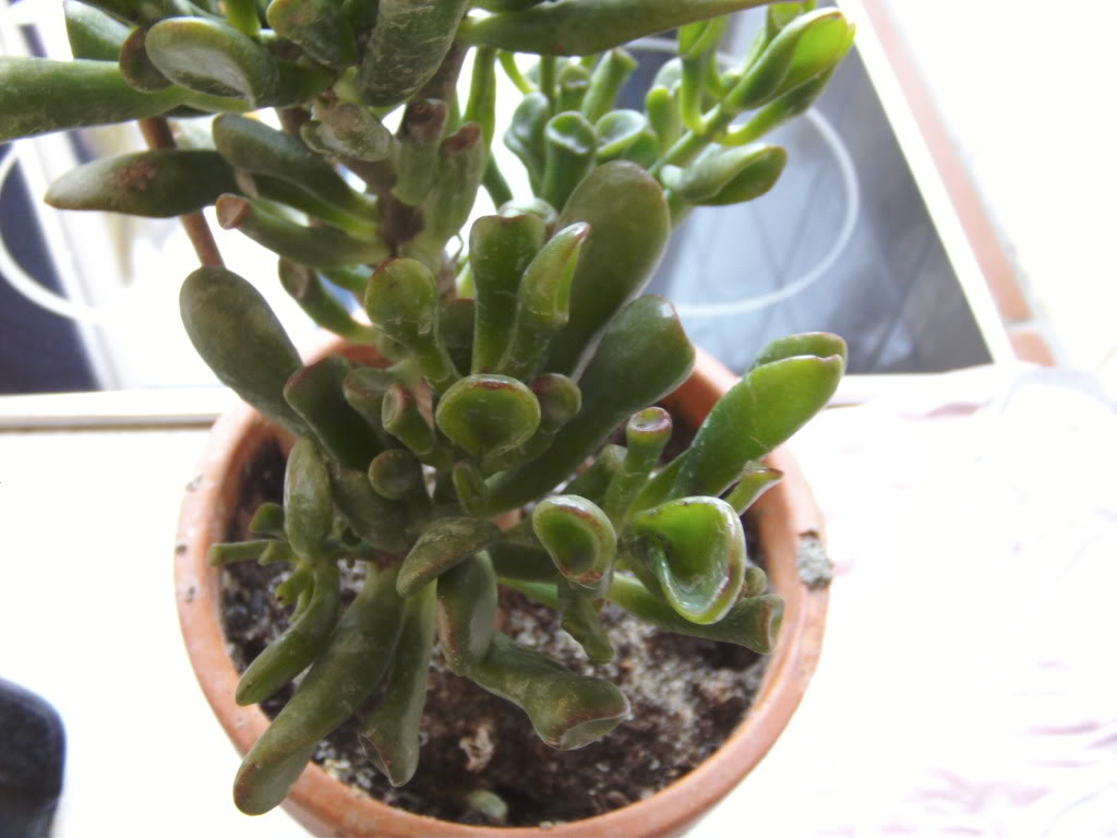Brotestiernosbonsai3.jpg