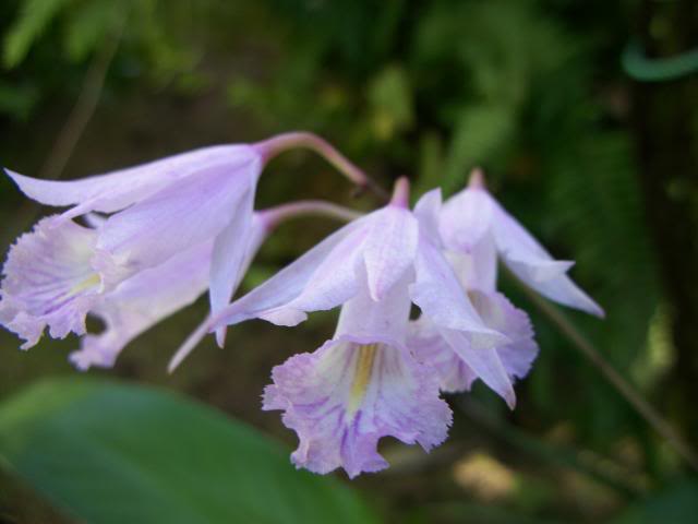 BROUGHTONIADOMINGUENSIS.jpg
