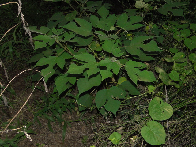 Broussonetia_papyrifera,I_TQBH5945.jpg