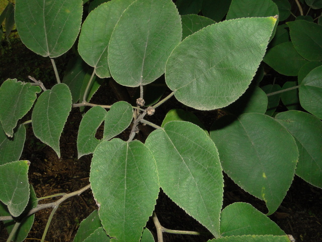 Broussonetia_papyrifera,I_TQBH5946.jpg