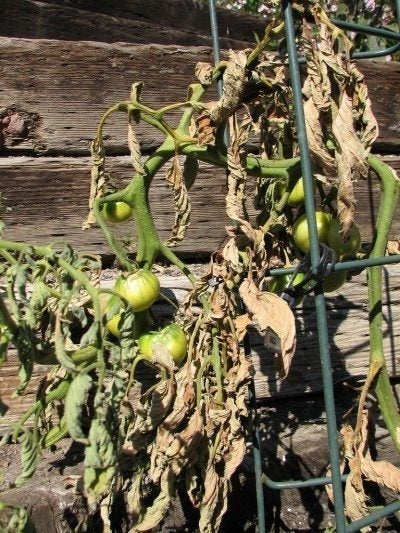 brown-dying-tomato-400x533.jpg