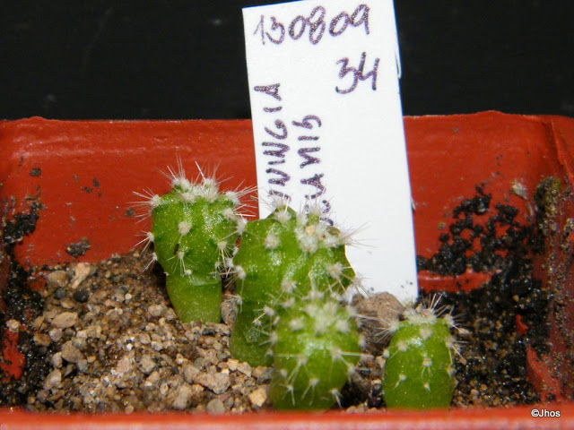 Browningia%20candelaris%20034%2020091126.jpg