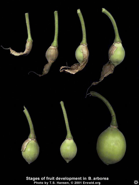brugmansia_arborea_fruit1.jpg