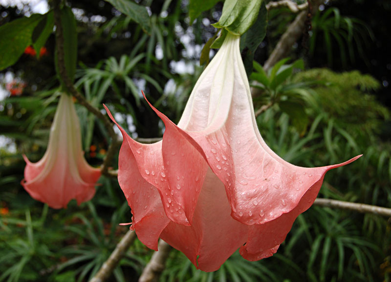brugmansia_suaveolens.jpg