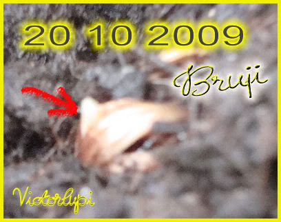Bruji20102009-1.jpg