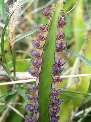 bryophyllum_daigremontianum2.jpg
