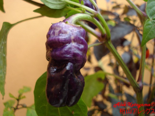 bscorpion%20%5B640x480%5D.JPG