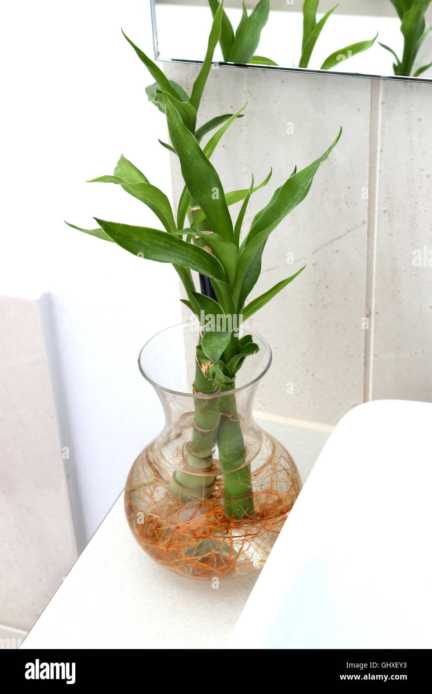 bu-o-conocido-como-dracaena-braunii-dracaena-sandiariana-crecen-en-el-agua-con-las-raices-ghxey3.jpg