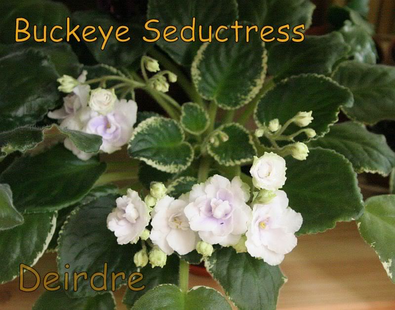 BuckeyeSeductress05.jpg