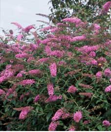 buddleia-davidii.jpg