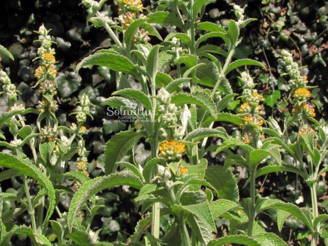 Buddleja%2Bstachyoides.jpg