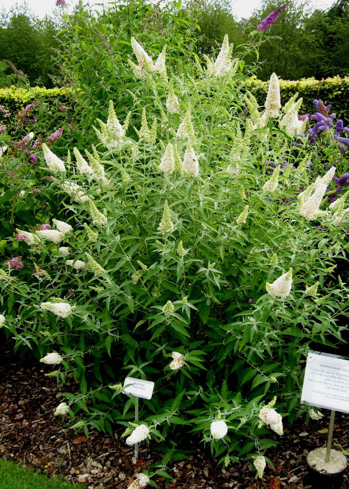 Buddleja_%27Buzz%27_Ivory.jpg