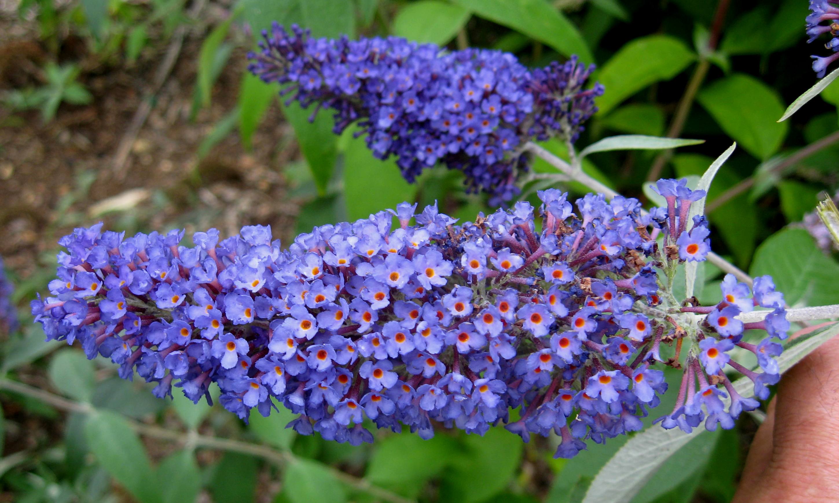 Buddleja_'Ellen's_Blue'.jpg