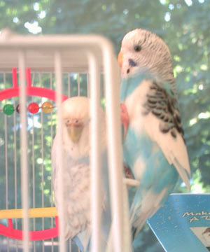 budgie-10.jpg