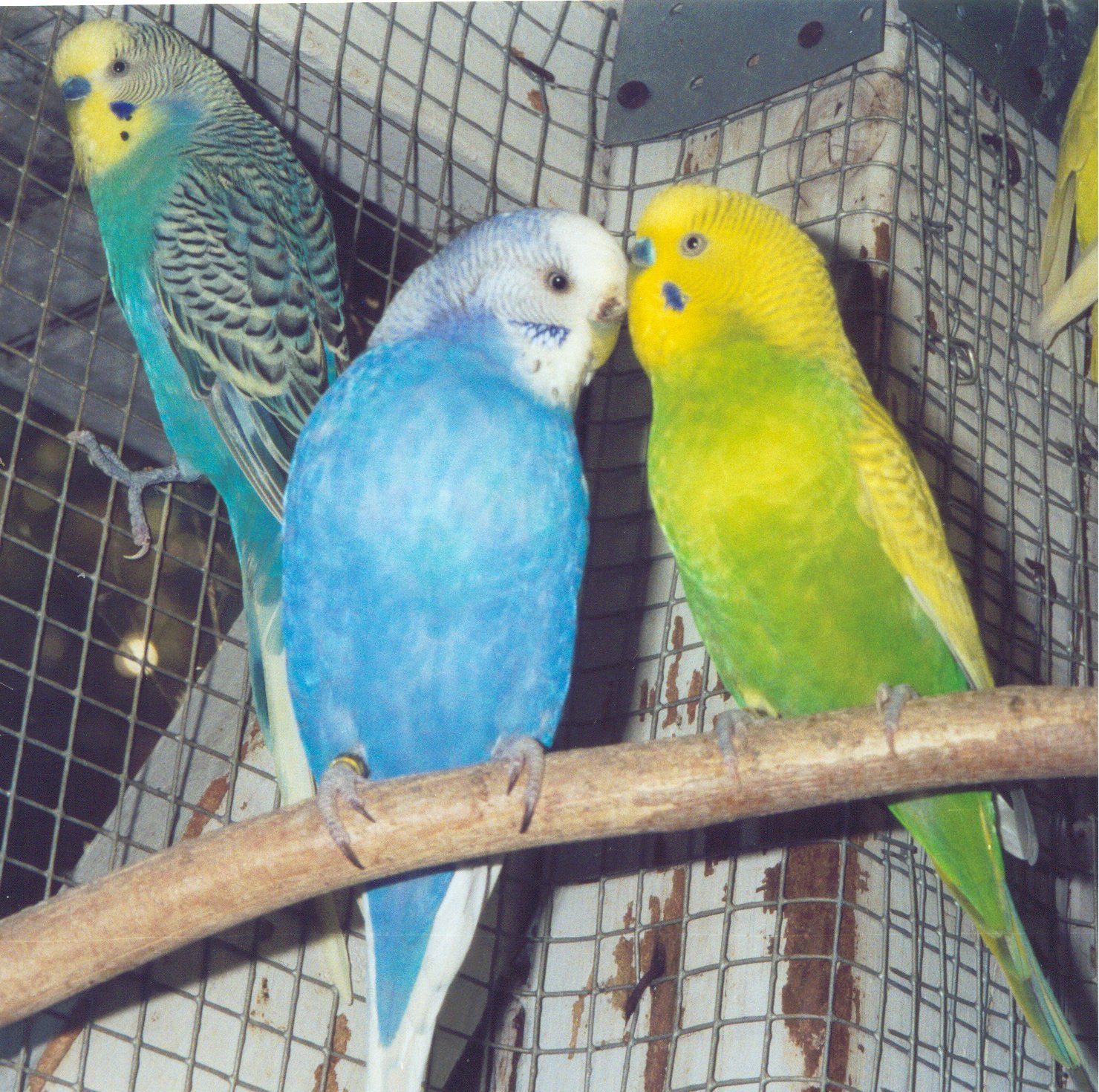 budgies06.jpg