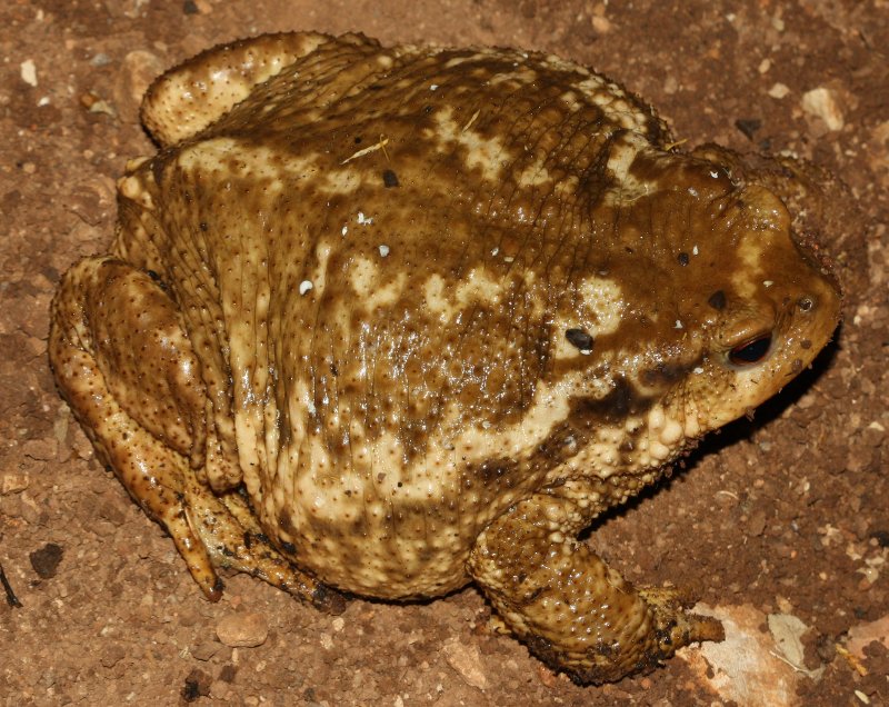 Bufo%20bufo%201.jpg