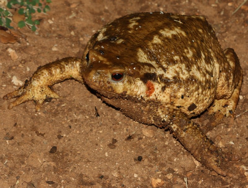 Bufo%20bufo%202.jpg