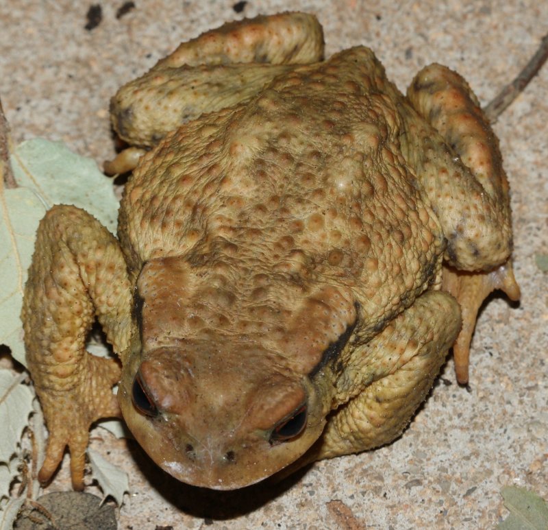 Bufo%20bufo.jpg