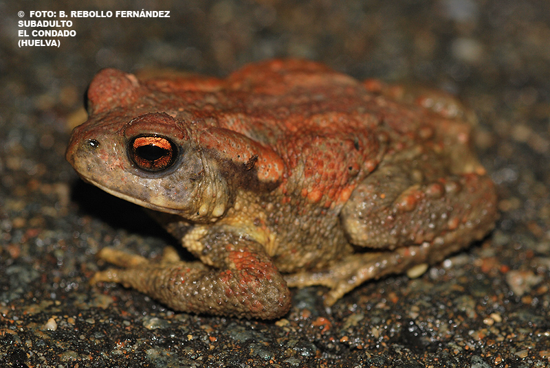bufo109.jpg