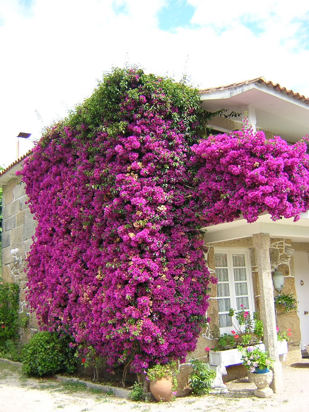 buganvilla.jpg