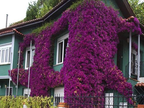 buganvilla.jpg
