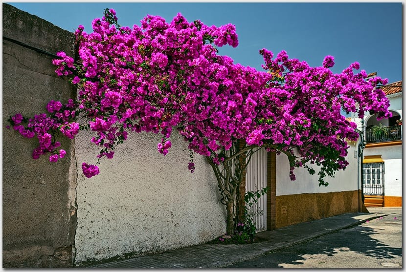 Buganvilla-spectabilis-arbol.jpg
