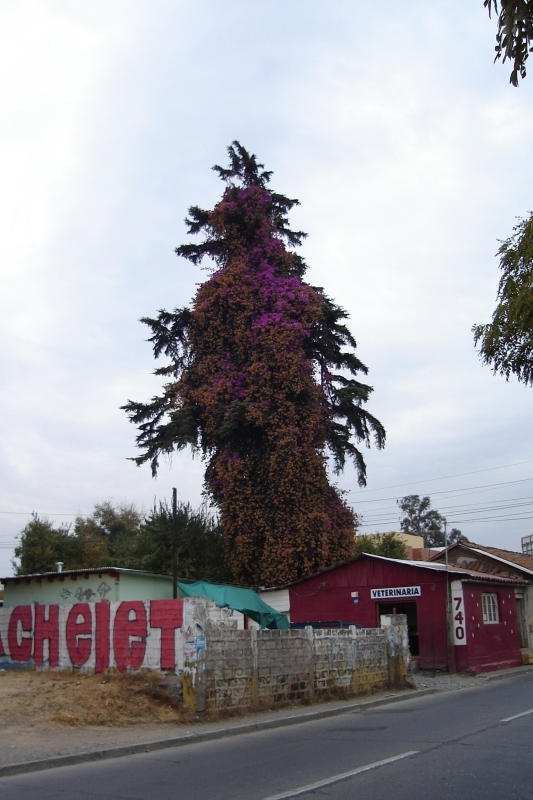 buganvillea-arbol03.JPG