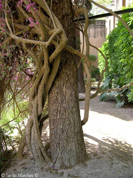 buganvillea-estranguladora.jpg