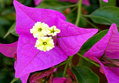 buganw_flor-dentro_inf.JPG