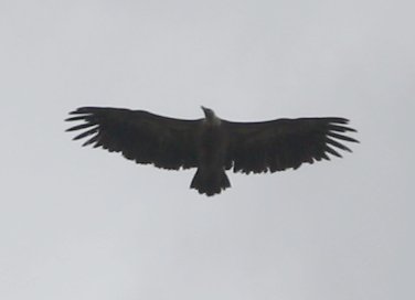 buitre_6487.jpg