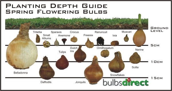 Bulb%20Planting%20Depth%20Guide.jpg