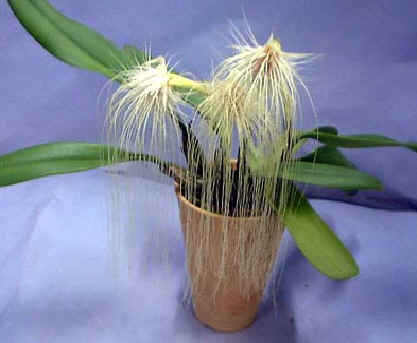 bulb-medusae-flor.jpg