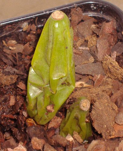 bulb2.JPG