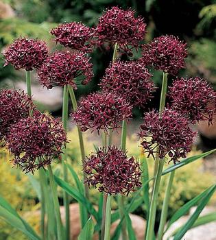 BULB_Allium_Atropurpureum.jpg