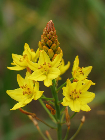 Bulbine%20bulbosa-M.jpg