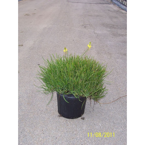 bulbine-frutescens-hallmark-.jpg