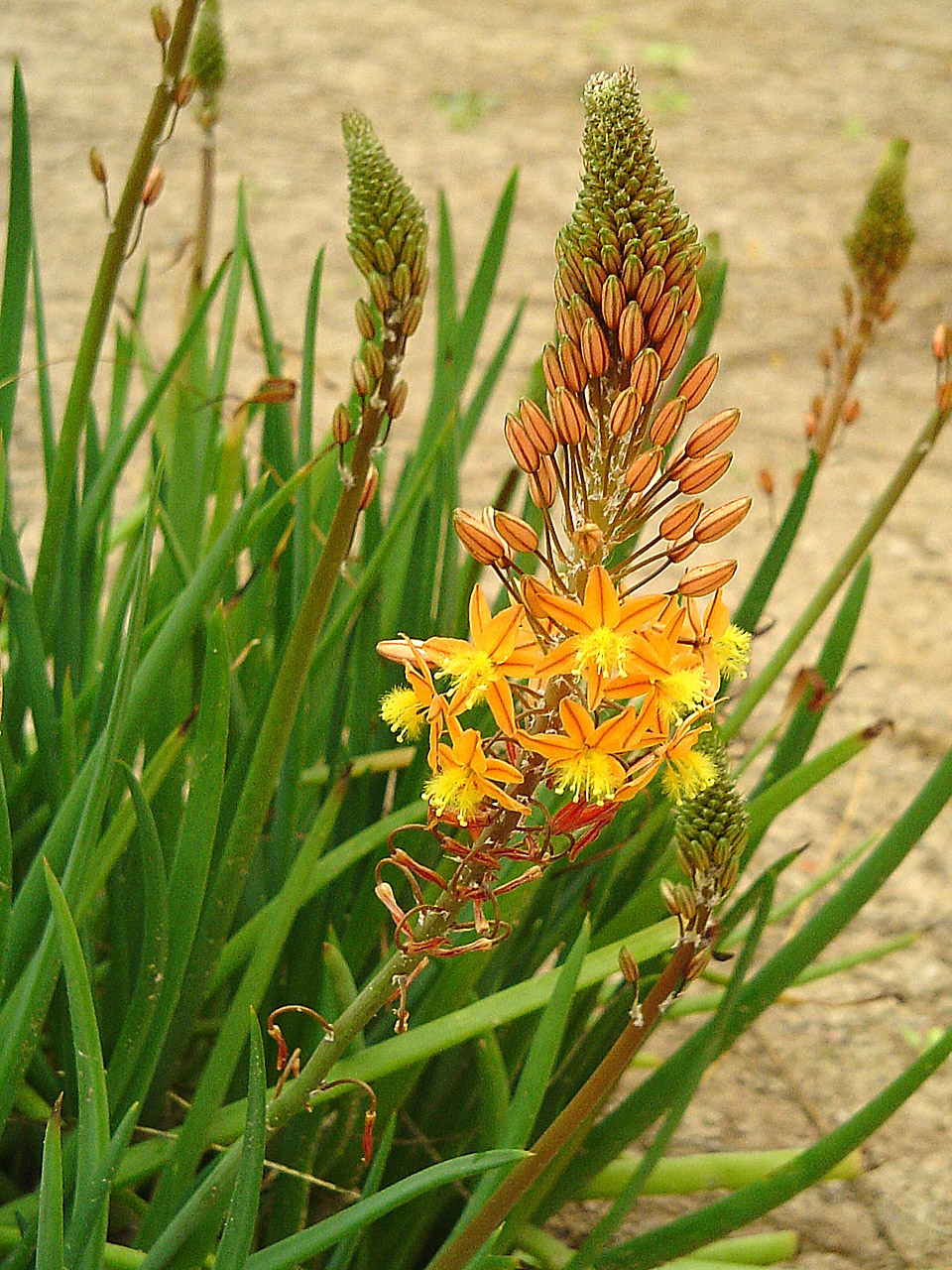 Bulbine_frutescens-5.jpg
