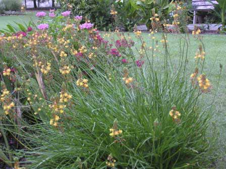 Bulbine_frutescens_Hall_Mark_Orange.jpg