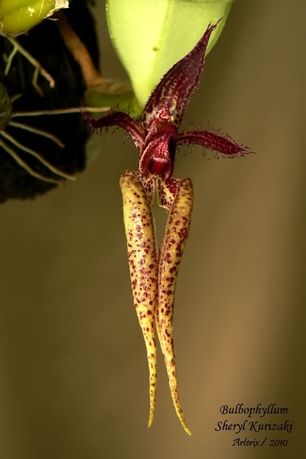 Bulbophyllum_Sheryl_Kurizaki_04A.jpg