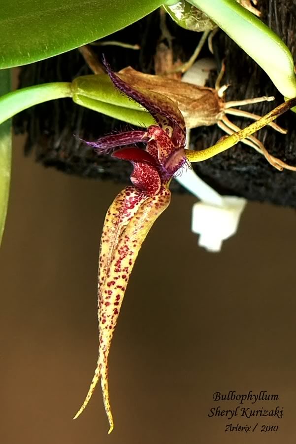 Bulbophyllum_Sheryl_Kurizaki_05A.jpg