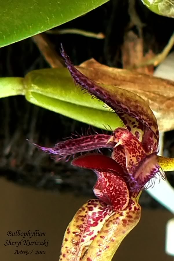 Bulbophyllum_Sheryl_Kurizaki_06A.jpg