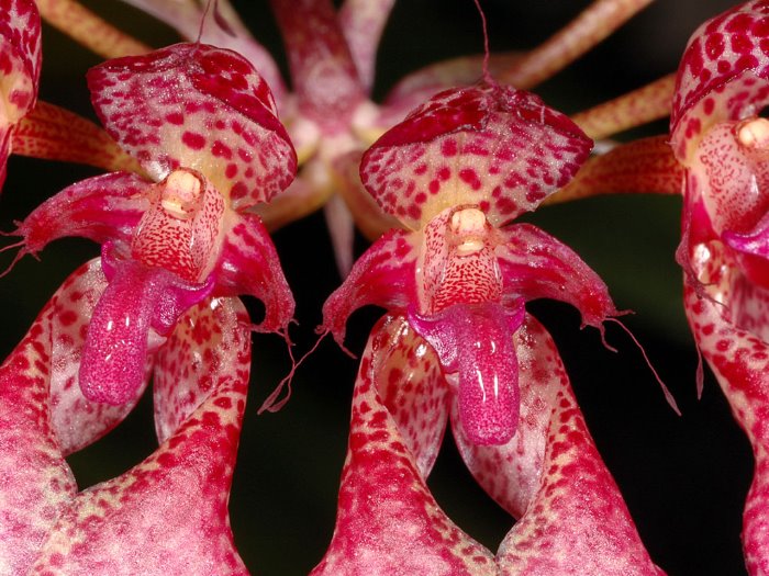 bulbophyllumeberhardtii2_93.jpg