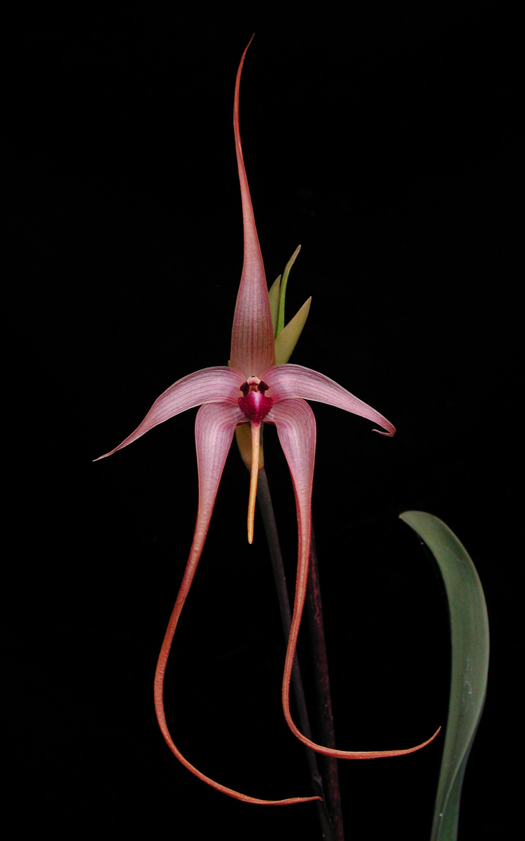 BulbophyllumEchinolabium10489.jpg