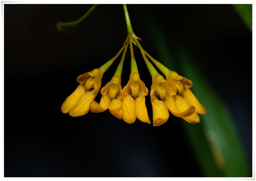 Bulbophyllummacroleum3-1.jpg